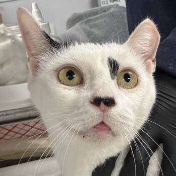 Rescue Domestic Short Hair Cats for Adoption in New York, New York - Foxy | PetCurious