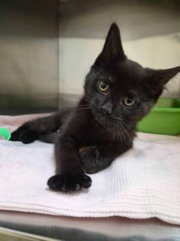Liora -  Domestic Short Hair Cat for Adoption in Delson, Quebec - Liora | PetCurious