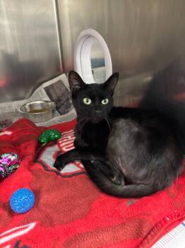 Ellie -  Domestic Short Hair Cat for Adoption in Findlay, Ohio - Ellie | PetCurious