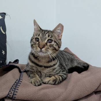 Rescue Domestic Short Hair and Tabby Cats for Adoption in New York, New York - Pori - Permakitten Sweetheart | PetCurious
