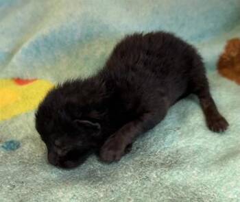 Domestic Short Hair Cats Available for Adoption in El Paso, Texas - 60717008 | PetCurious