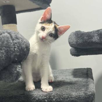 American Shorthair Cats Available for Adoption in Bethel, Connecticut - Wily Kit | PetCurious