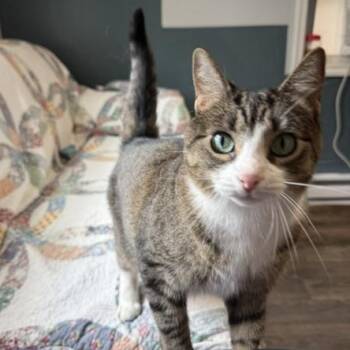 YaYa In Prison Program -  Domestic Short Hair Cat for Adoption in Honesdale, Pennsylvania - YaYa In Prison Program | PetCurious