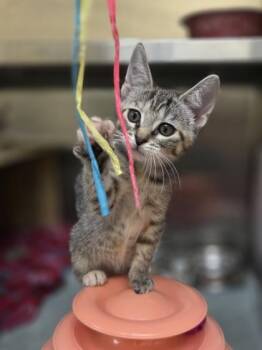 Hollister -  Domestic Short Hair Cat for Adoption in Westland, Michigan - Hollister | PetCurious