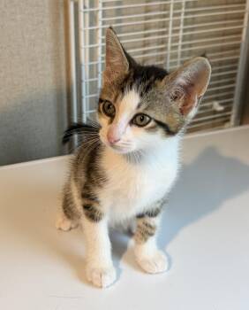 Nash -  Tabby and Domestic Short Hair Cat for Adoption in Buford, Georgia - Nash | PetCurious