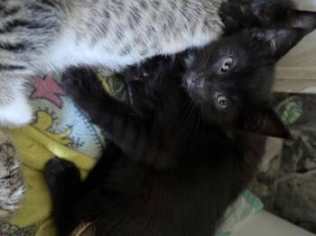 Rough -  Domestic Short Hair Cat for Adoption in Wheaton, Illinois - Rough | PetCurious
