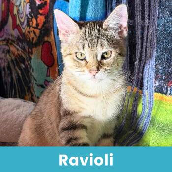 Rescue Domestic Short Hair Cats for Adoption - Ravioli | PetCurious