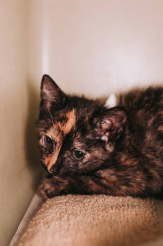 Rescue Domestic Short Hair Cats for Adoption in North Charleston, South Carolina - 89312a Gasp | PetCurious