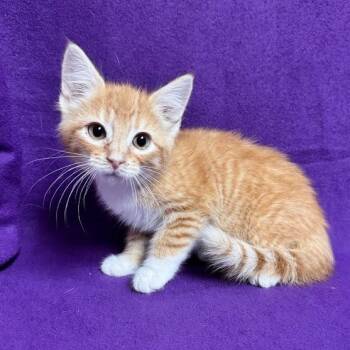 Norman -  Domestic Short Hair Cat for Adoption in Waterloo, Iowa - Norman | PetCurious