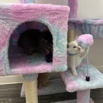 Domestic Short Hair Cats Available for Adoption in Austin, Texas - Knickknack 7 | PetCurious
