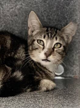 Casey -  Domestic Short Hair Cat for Adoption in Austin, Texas - Casey | PetCurious