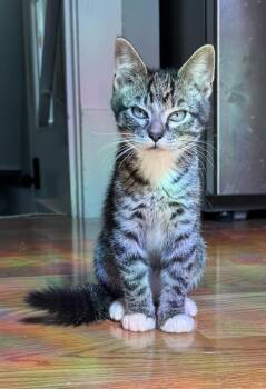 Roosevelt -  Domestic Short Hair and Tabby Cat for Adoption in Omaha, Nebraska - Roosevelt | PetCurious