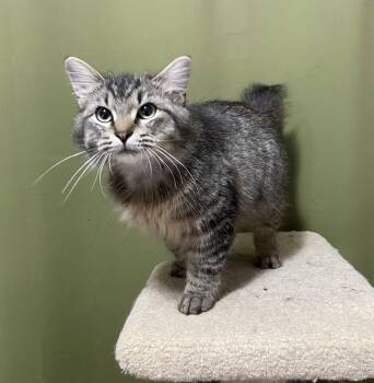 Domestic Medium Hair Cats Available for Adoption - Sparky | PetCurious