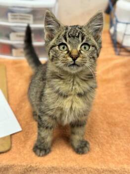 Rescue Domestic Short Hair Cats for Adoption in Hackensack, Minnesota - Canoe | PetCurious