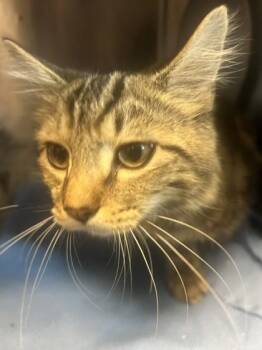 Beatrice -  Domestic Short Hair Cat for Adoption in Chamblee, Georgia - Beatrice | PetCurious