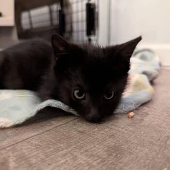Fish Stick -  Domestic Short Hair Cat for Adoption in Greensboro, North Carolina - Fish Stick | PetCurious