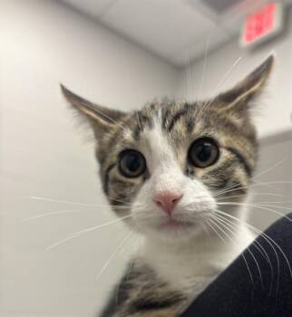 LOOKIE-LOU -  Domestic Short Hair Cat for Adoption in Indianapolis, Indiana - LOOKIE-LOU | PetCurious