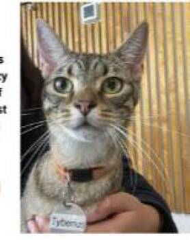 Tyberius OR14413-T -  Domestic Short Hair Cat for Adoption in Missouri City, Texas - Tyberius OR14413-T | PetCurious