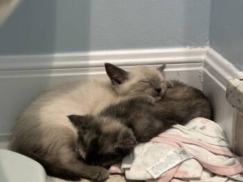 Blue Heron -  Siamese Cat for Adoption in Austin, Texas - Blue Heron | PetCurious