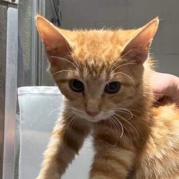Zelda -  Domestic Short Hair Cat for Adoption in Jeffersonville, Indiana - Zelda | PetCurious