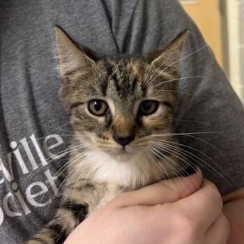 Rosalee -  Domestic Short Hair Cat for Adoption in Asheville, North Carolina - Rosalee | PetCurious