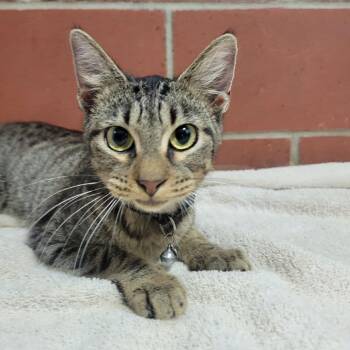 East Elm Street 14 (R) -  Domestic Short Hair Cat for Adoption in Cabot, Arkansas - East Elm Street 14 (R) | PetCurious