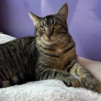 Haribo Houston -  Domestic Short Hair Cat for Adoption in Denver, Colorado - Haribo Houston | PetCurious