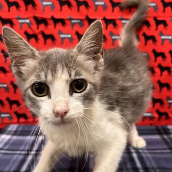 Waldo -  Domestic Medium Hair and Domestic Short Hair Cat for Adoption in Washburn, Missouri - Waldo | PetCurious