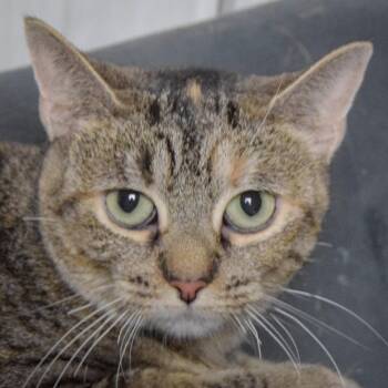 Rescue Torbie and Domestic Short Hair Cats for Adoption in Huntley, Illinois - Eclipse | PetCurious