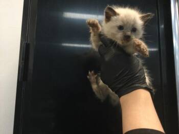 Domestic Short Hair Cats Available for Adoption in Thousand Palms, California - A1915376 | PetCurious