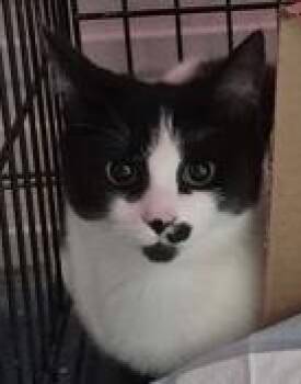 ThompsonRd -  Domestic Short Hair Cat for Adoption in Simcoe, Ontario - ThompsonRd | PetCurious