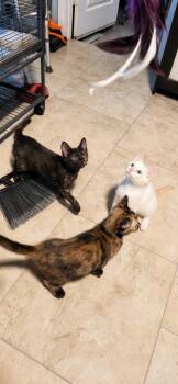 Peanut -  Calico and Domestic Short Hair Cat for Adoption in Deltona, Florida - Peanut | PetCurious