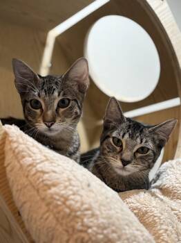 Alpine -  Domestic Short Hair and Tabby Cat for Adoption in Dallas, Texas - Alpine | PetCurious