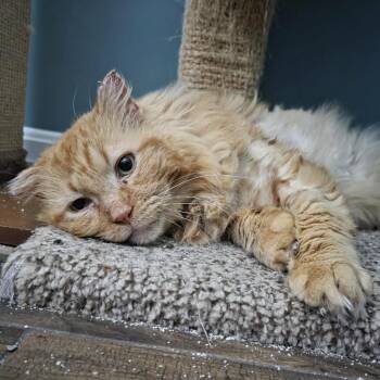 Domestic Long Hair Cats Available for Adoption - Rajah | PetCurious