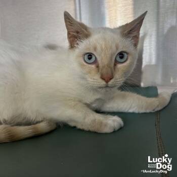 Siamese and Domestic Short Hair Cats Available for Adoption - Peach | PetCurious