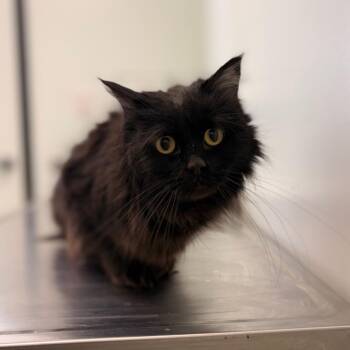 Domestic Medium Hair Cats Available for Adoption - Tootsie | PetCurious