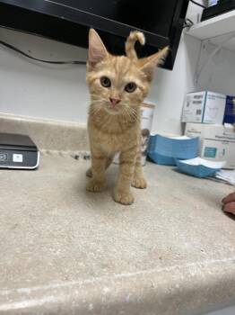 Zander -  Domestic Short Hair Cat for Adoption in Ontario, California - Zander | PetCurious