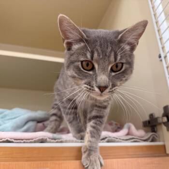 Redstone -  Domestic Short Hair Cat for Adoption in Philadelphia, Pennsylvania - Redstone | PetCurious