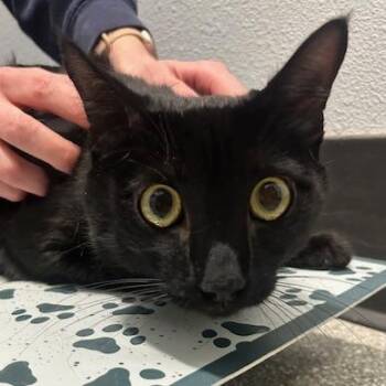 Domestic Short Hair Cats Available for Adoption - Nipsy Jr | PetCurious