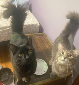 Midnight and Thunder -  Maine Coon and Domestic Medium Hair Cat for Adoption in Melrose, Massachusetts - Midnight And Thunder | PetCurious