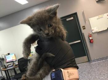 Domestic Short Hair Cats Available for Adoption in Thousand Palms, California - LOKI | PetCurious