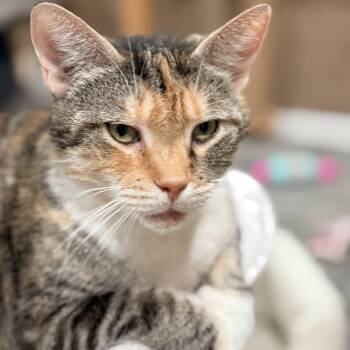 Bonnie -  Domestic Short Hair Cat for Adoption in North Huntingdon, Pennsylvania - Bonnie | PetCurious