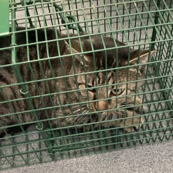 Tom -  Domestic Short Hair Cat for Adoption in Montgomery, Alabama - Tom | PetCurious