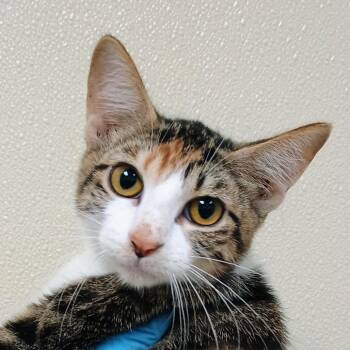 Barbara-Jean -  Domestic Short Hair Cat for Adoption in Palestine, Texas - Barbara-Jean | PetCurious