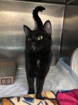 Domestic Short Hair Cats Available for Adoption - Blackberry | PetCurious