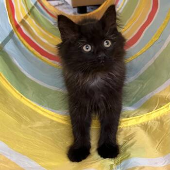 Domestic Medium Hair Cats Available for Adoption in Hartville, Ohio - Sprout  | PetCurious