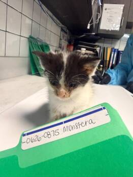 Monstera -  Domestic Short Hair Cat for Adoption in Huntington, Indiana - Monstera | PetCurious