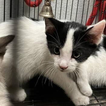 Spencer Hyland -  Domestic Short Hair Cat for Adoption in Eagle Mountain, Utah - Spencer Hyland | PetCurious