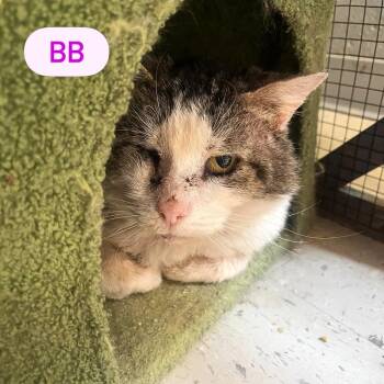 BB -  Domestic Short Hair Cat for Adoption in Pegram, Tennessee - BB | PetCurious