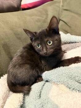 Rescue Domestic Short Hair Cats for Adoption in Chicago, Illinois - Simone | PetCurious